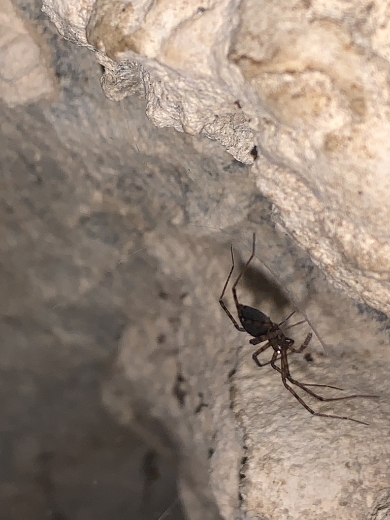Calymmaria emertoni