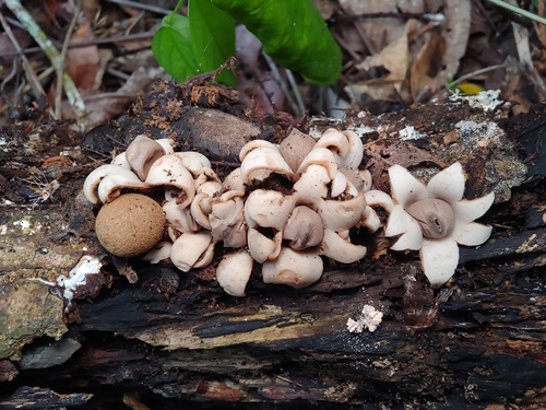 Exareolata