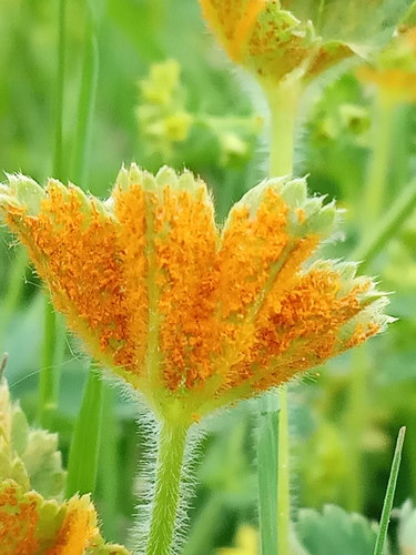 Lady's Mantle Rust