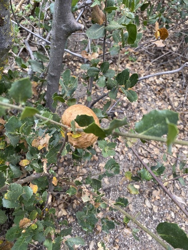 iNaturalist observation photo of Live Oak Apple Gall Wasp