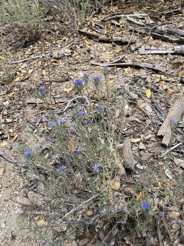 iNaturalist observation photo of giant woollystar