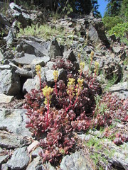 Sedum oregonense