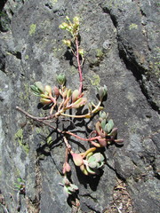 Sedum oregonense