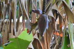 Antilophia galeata