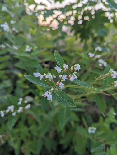 Indianhemp (Apocynum cannabinum)