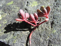 Sedum oregonense