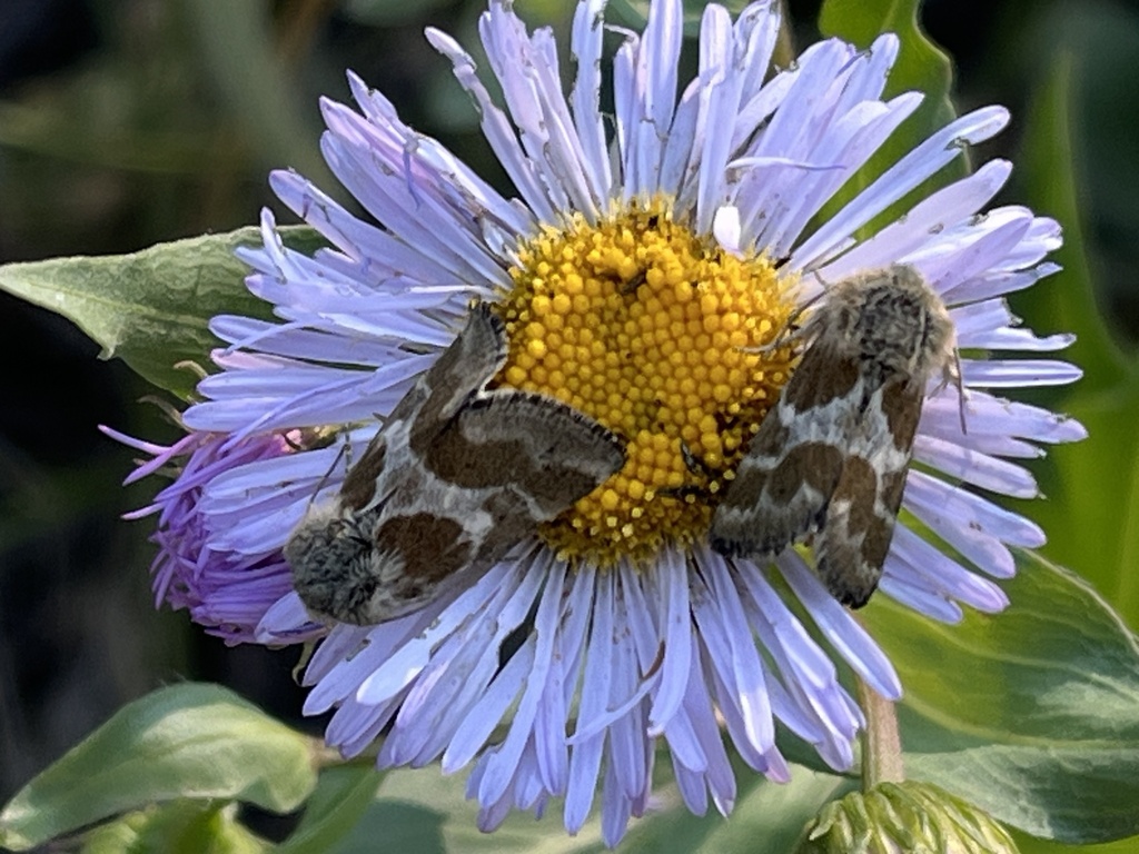 Schinia intermontana