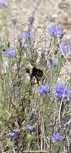 iNaturalist observation photo of California Bumble Bee