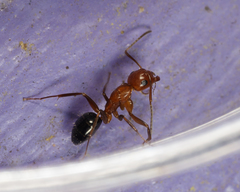 Camponotus discolor