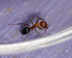 Camponotus discolor