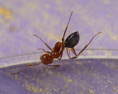 Camponotus discolor