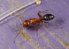 Camponotus discolor