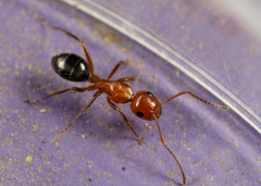 Camponotus discolor