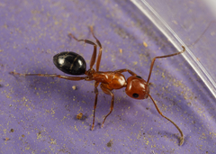 Camponotus discolor