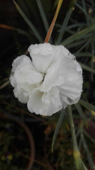 Portulaca grandiflora