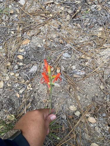iNaturalist observation photo of San Gabriel beardtongue