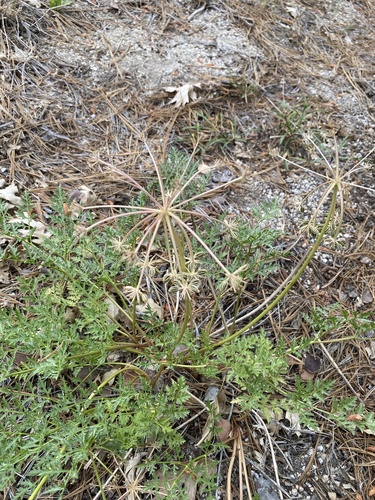 iNaturalist observation photo of Parish's umbrellawort
