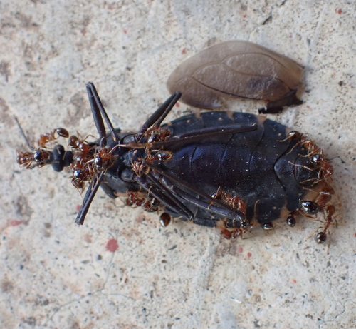 Triatoma gerstaeckeri photographed in Oregon