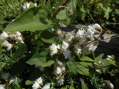 Deutzia