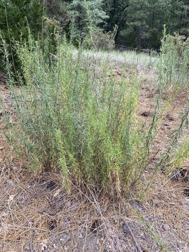 iNaturalist observation photo of Tarragon