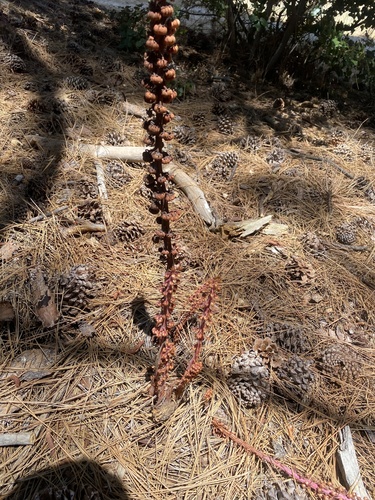 iNaturalist observation photo of woodland pinedrops