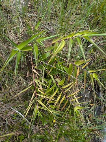 Thysanolaena latifolia, 2024-07-07