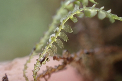 Bazzania emarginata observed 2024-07-11