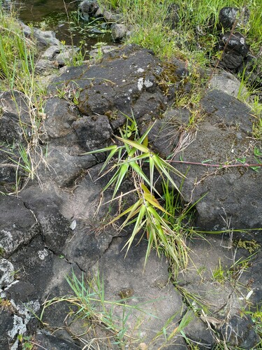 Thysanolaena latifolia, 2024-07-07