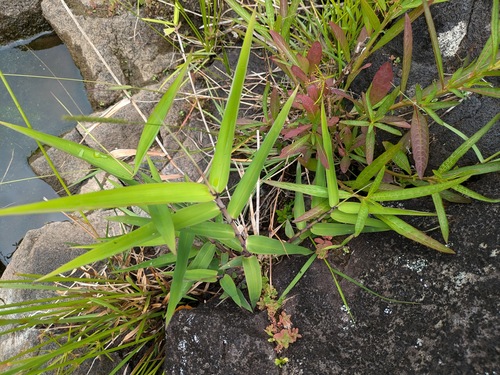 Thysanolaena latifolia, 2024-07-07