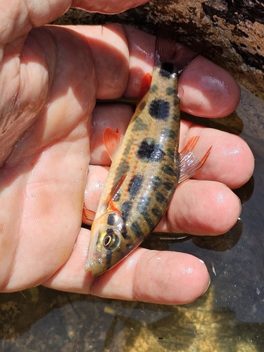 Nijssen's leporinus (Leporinus nijsseni) — Anostomidae — 5