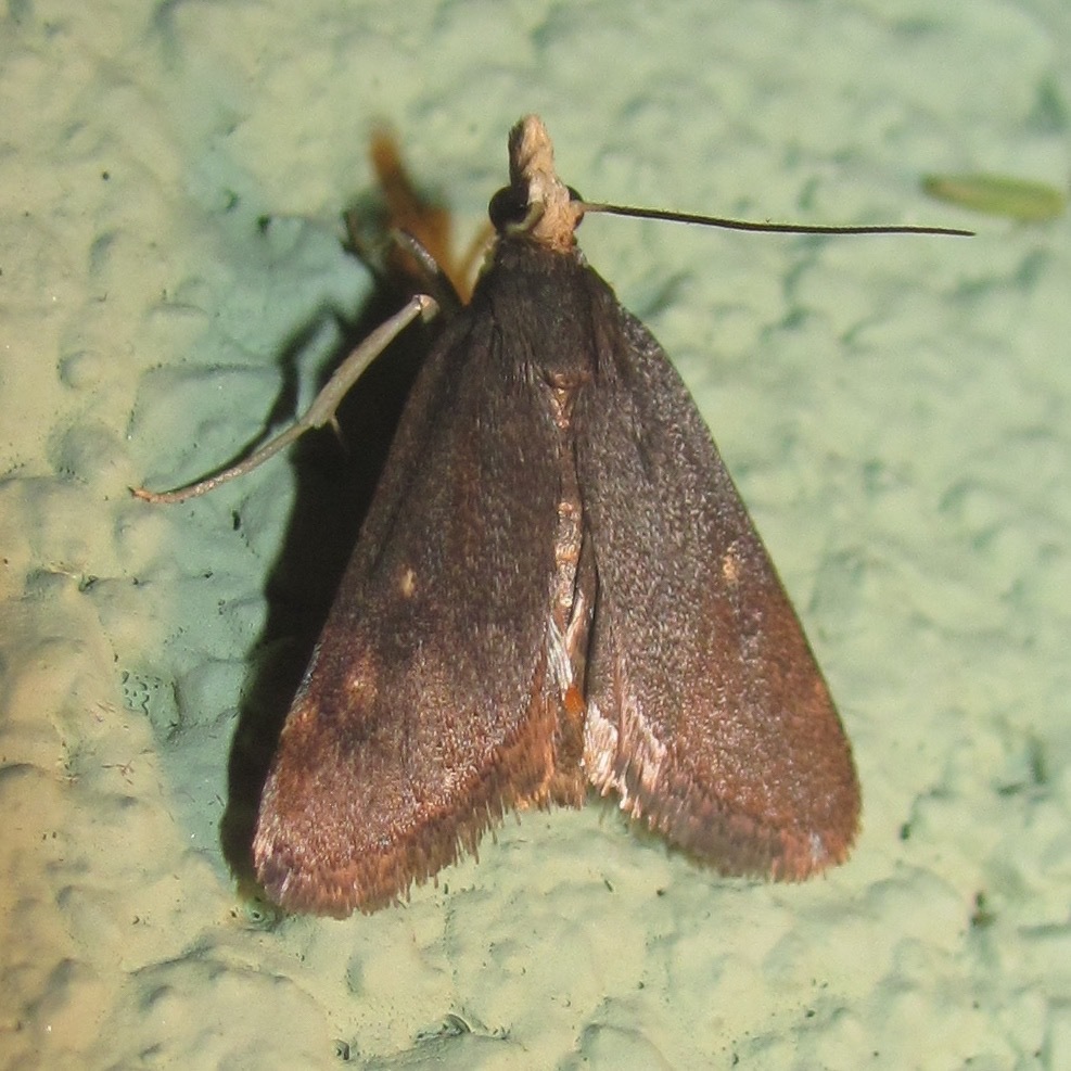 Loxostegopsis curialis