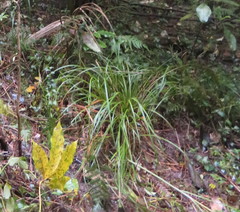 Carex lambertiana