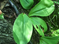 Clintonia