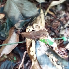 Colpolopha latipennis