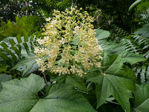 Clerodendrum paniculatum