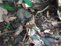 Colpolopha latipennis