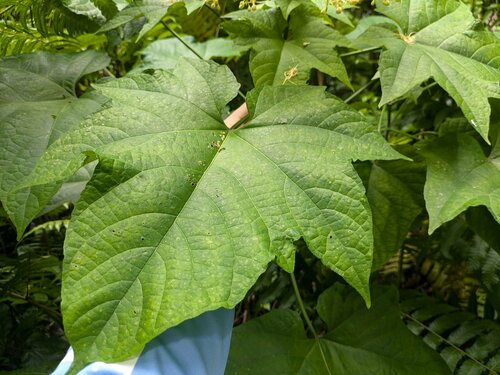 Clerodendrum paniculatum
