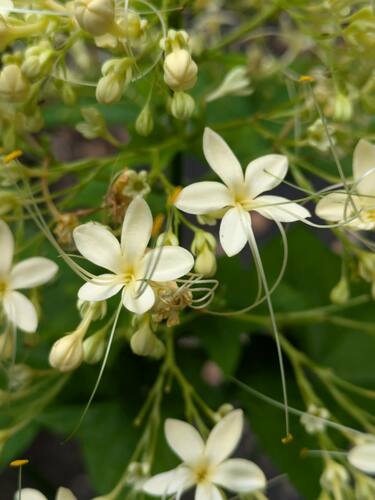Clerodendrum paniculatum
