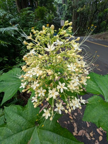 Clerodendrum paniculatum