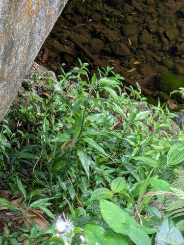 Dracaena sanderiana