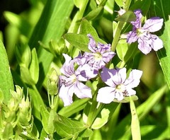 Lythrum alatum alatum