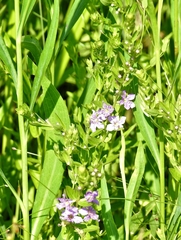 Lythrum alatum alatum