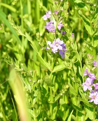 Lythrum alatum alatum