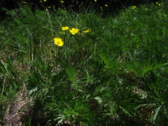 Potentilla drummondii