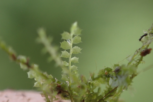 Plagiochila gracillima