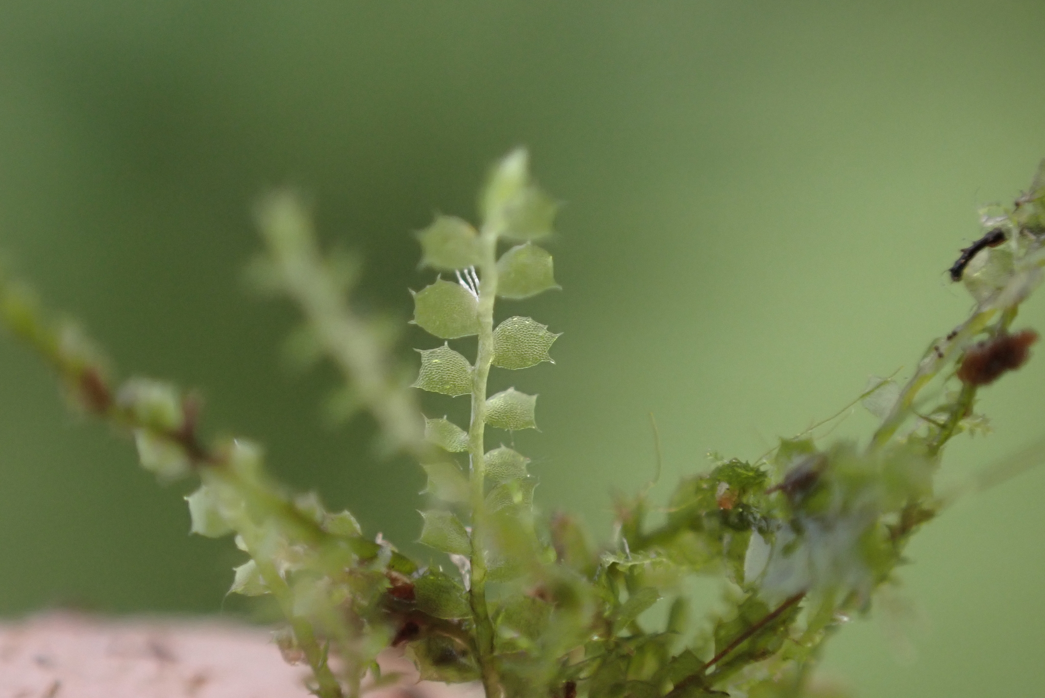 Plagiochila gracillima