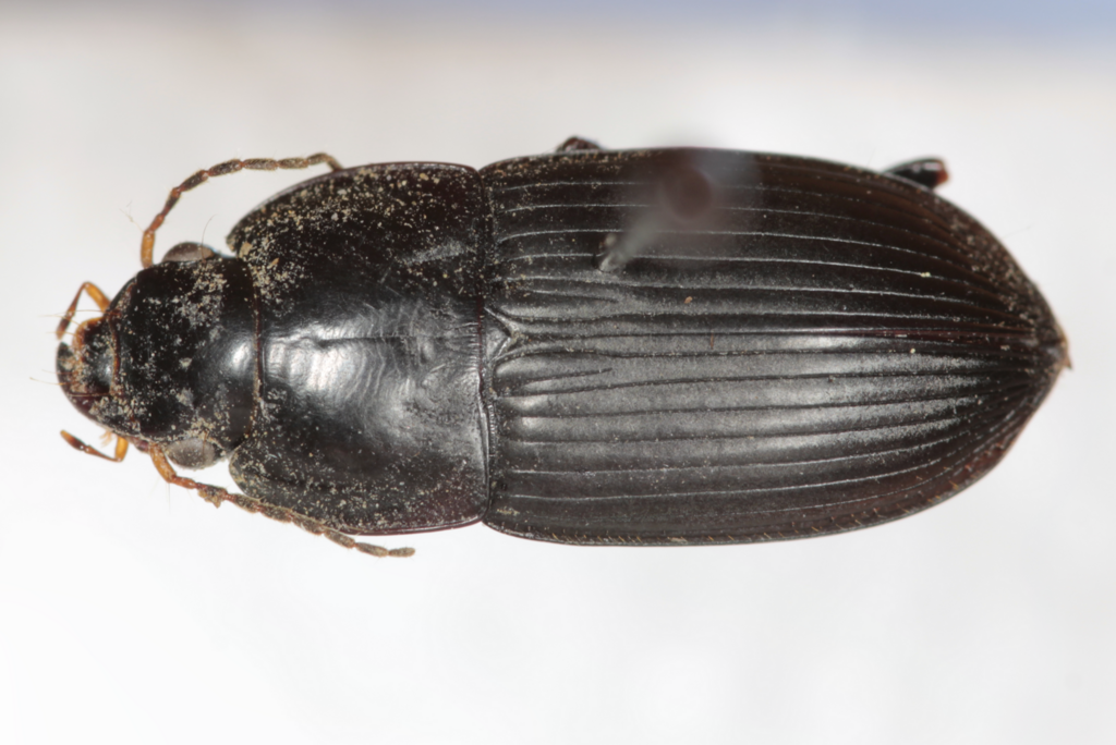 anisodactylus-from-franklin-county-mo-usa-on-may-24-2024-at-08-02-pm