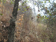 Tillandsia usneoides