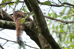 Heliosciurus mutabilis