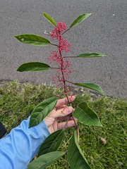 Cissus nodosa